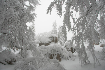 VELEBIT MOUNTAIN, ZAVIZAN - 2.1.2021. Northern Velebit National park covered with snow. Cloudy cold day in the mountains. Branches full of snow.