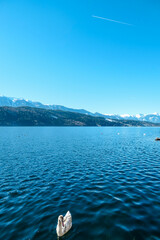 A young swan swimming across the Millstaetter lake in Austria. The swan changes feather to white. The lake is surrounded by high Alps. Snow capped mountains. Wilderness. Serenity and calmness.