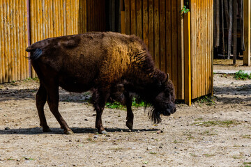 Auroch (Bison bonasus) in a corral at farm