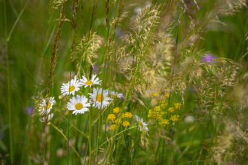 Close up of wild flowers chamomile and herbs on the field meadow