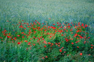 poppy flowers in a field with wheat .