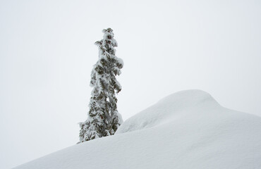 VELEBIT MOUNTAIN, ZAVIZAN - 2.1.2021. Northern Velebit National park covered with snow. Cloudy cold day in the mountains. Spruce tree.