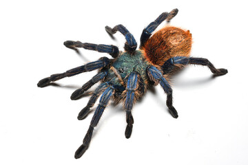 Closeup of greenbottle blue tarantula spider Chromatopelma cyaneopubescens from Venezuela - obrazy, fototapety, plakaty