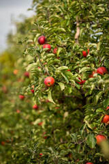 red and ripe apples on a branch with blurry background
