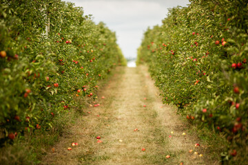 Fototapeta na wymiar standing in middle of apple orchard trees lining a path 