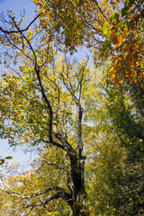 Cable mountain in Rome. The sacred way and woods in autumn. Colors, nature and a fairytale landscape