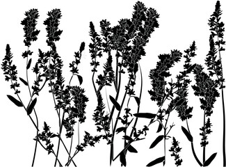 blossoming grass silhouettes on white