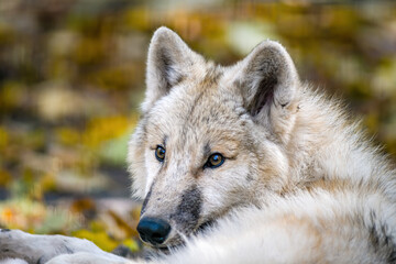 Fototapeta premium a white arctic polar wolf
