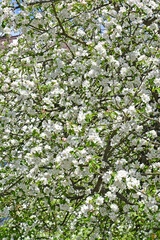 Domestic flowering apple tree (Malus domestica Borkh.). Background
