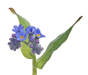 intense blue forget-me-not flowers on stem