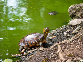 Obraz premium Red-Footed Tortoise (Chelonoidis Carbonarius) a Species from Northern South America Sunbathing