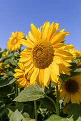 Sonnenblumen 4