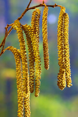 Naklejka premium Hazel flowers in spring against the background of a greening forest.