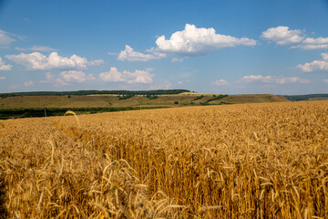 golden field with spikelets of ripe wheat