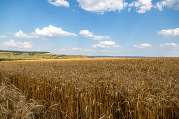 golden field with spikelets of ripe wheat