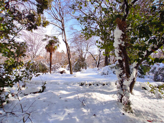 Nieve en el Botánico de Madrid