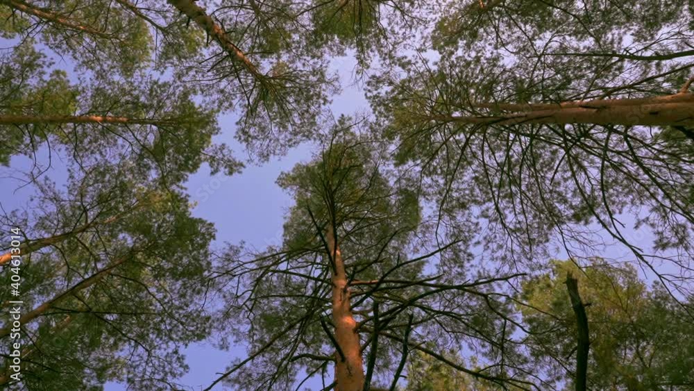 Poster camera move around view on the blue sky through tree foliage slow motion