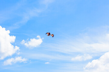 Naklejka na ściany i meble Eagle bird flight in beautiful sky with clouds