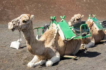 Two camels lying down with muzzle and green seats on back in Timanfaya National park. Tourist ride attraction in the desert of Lanzarote island. Travel destination, animal abuse concepts
