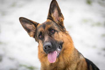 German Shepherd dog performs the commands of the owner