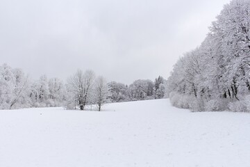 Fototapeta na wymiar Winter trees in mountains covered with fresh snow