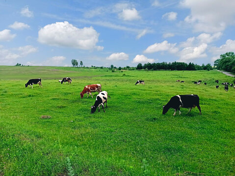 Photo of six variegated cows in front of a herd grazing in the summer in the meadow in the daytime. Photo of a landscape distance against the backdrop of the blue sky with white clouds, green grass