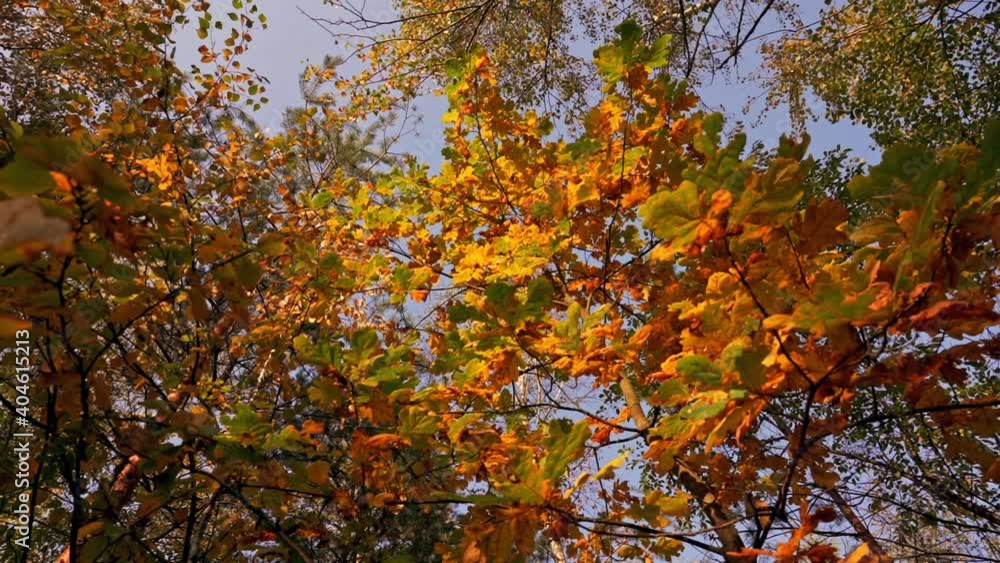 Poster b roll colorful bright autumn foliage on the trees view on the blue sky through the leaves slow moti