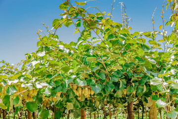 Kiwifruit farm
