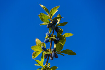 Ripe honeysuckle berries hang on a branch