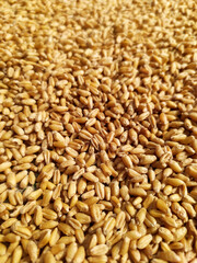 wheat || weat food || grain 