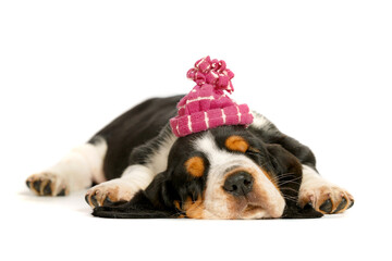 funny cute puppy basset hound.