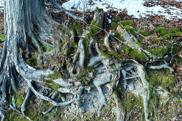 Intertwined roots of a tree overgrown with green moss.