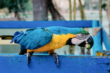 Macaw eating a fruit
