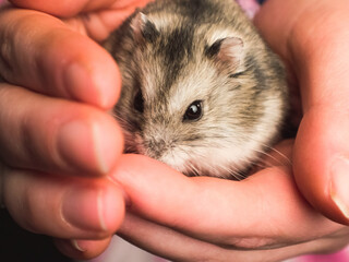 domesticated hamster in human hand. homemade rodent.