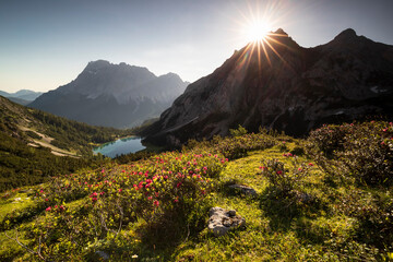 beautiful flowers in summer Alps