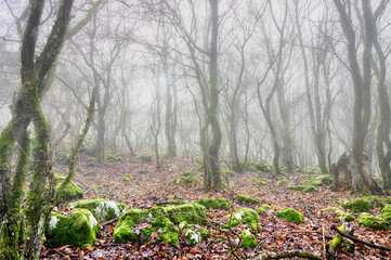 Nebel im Wald mit vermoosten Bäumen
