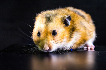 Homemade hamster, cute home rodent.