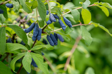 Ripe honeysuckle berries hang on a branch