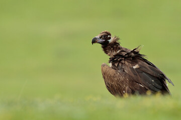 The cinereous vulture (Aegypius monachus)