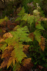 Helecho común,Pteridium aquilinum.Prat de Cúber.Municipio de Escorca.Sierra de Tramuntana.Mallorca.Islas Baleares. Spain.