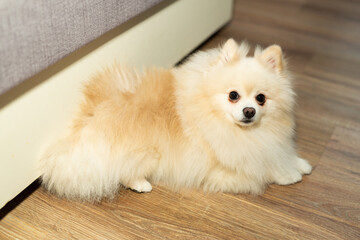 beautiful domestic purebred Spitz dog