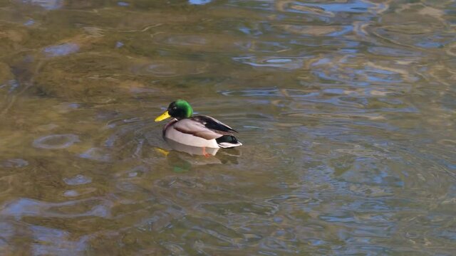Eine m&auml;nnliche Stockente (Anas platyrhynchos) schwimmt auf das Ufer zu und rudert dann schnell zur&uuml;ck