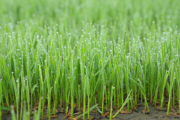Young rice sprouts growing in the rice fields.