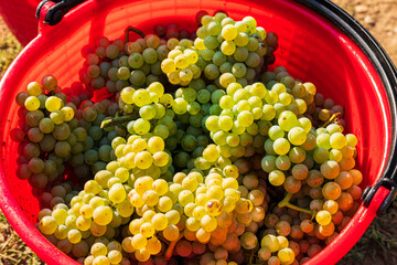 Reife Weintrauben bei der Weinlese im Roten Eimer mit Sonnenschein