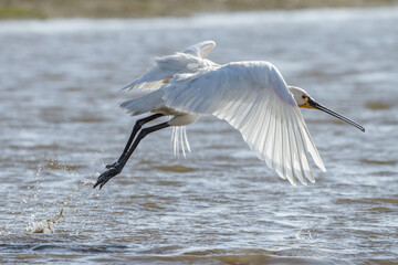 Löffler (Platalea leucorodia)