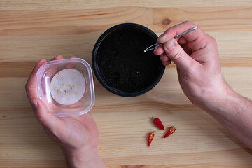 Pepper seed germination on wet cotton pad. Seedling preparation of chilli. Spring. Harvest. Man holding pepper seeds.