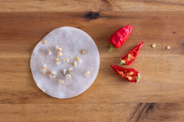 Pepper seed germination on wet cotton pad. Seedling preparation of chilli. Spring. Harvest.