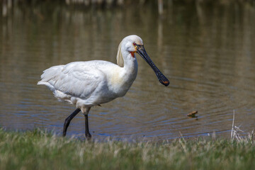 Löffler (Platalea leucorodia)