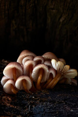 Famigliola di piccoli funghi - 404621293