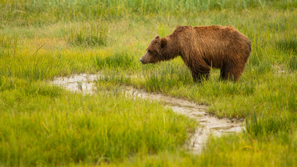 Obraz na płótnie Canvas A Female Sow Grizzly Bear pauses to Hydrate herself in Rain Water